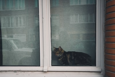 黑色短毛猫和关闭窗口附近

